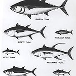 BucketList + Catch A Tuna = ✓