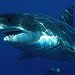 BucketList + Cage Dive With Sharks = ✓