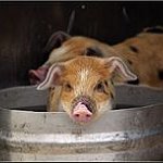 BucketList + Get A Mini Pig = ✓