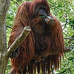 BucketList + Volunteer At Orangutan Foundation In ... = ✓