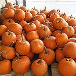 BucketList + Go Pumpkin Picking = ✓