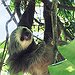 BucketList + The Sloth Center, Rainier Oregan = ✓