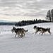 BucketList + Dog Sled = ✓