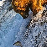 BucketList + See The Salmon Run = ✓