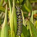 BucketList + Watch A Caterpillar Turn Into ... = ✓
