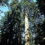 BucketList + Visit The Redwood Forest = ✓