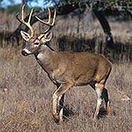 BucketList + Shoot A Buck & Eat ... = ✓