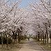 BucketList + See Cherry Blossom In Japan = ✓