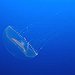 BucketList + Get Stung By A Jellyfish! = ✓