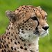 BucketList + See A Cheetah Run = ✓