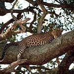 BucketList + Take A Safari Tour In ... = ✓