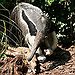 BucketList + Pet An Anteater = ✓