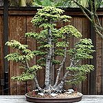 BucketList + Plant My Own Tree And ... = ✓