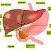 BucketList + Beat Liver Disease. = ✓