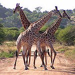BucketList + Hang Out With Giraffes In ... = ✓