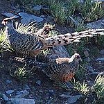 BucketList + Pheasant Hunting In Upper Midwest = ✓