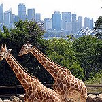 BucketList + Taronga Zoo = ✓
