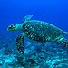 BucketList + Dive With Sea Turtles = ✓