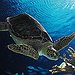 BucketList + Watch Turtles Hatch = ✓