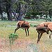 BucketList + Hunt Elk In Montana = ✓