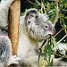 BucketList + Cuddle A Koala Bear In ... = ✓