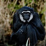 BucketList + Spot Rainforest Wildlife From A ... = ✓