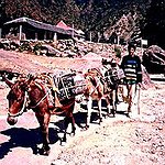 BucketList + Ride A Mule = ✓