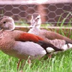 BucketList + Touch A Duck = ✓