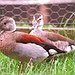 BucketList + Touch A Duck = ✓