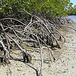 BucketList + Visit The Everglades = ✓