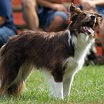 BucketList + Have A Border Collie Called ... = ✓
