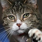 BucketList + Have A Pet Cat = ✓