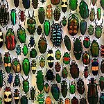 BucketList + Visit An Insect Zoo = ✓