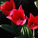 BucketList + See Tulip Gardens Of Amsterdam = ✓