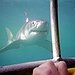 BucketList + Swim With Sharks (In Cage) = ✓