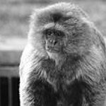 BucketList + See Monkeys In Japanese Steam ... = ✓
