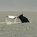 BucketList + Go Whale Watching In Scotland = ✓