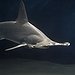 BucketList + Swim With Sharks = ✓