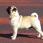 BucketList + Own A Pug Whwn I ... = ✓