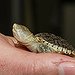 BucketList + Watch A Baby Turtle Hatch = ✓