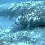 BucketList + Swim With A Manatee = ✓