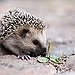 BucketList + Have A Mini Hedgehog/Micro-Pig = ✓