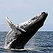 BucketList + Three-Hour Whale-Watching Cruise = ✓