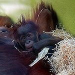 BucketList + Hold A Baby Orangutan = ✓