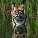 BucketList + See A Wild Tiger. = ✓