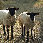 BucketList + Herd Sheep In New Zealand = ✓