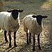 BucketList + Herd Sheep In New Zealand = ✓