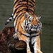 BucketList + See A Tiger Up Close = ✓
