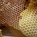 BucketList + Raise Honeybees = ✓