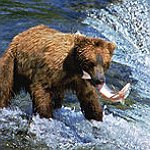 BucketList + Hug A Bear = ✓